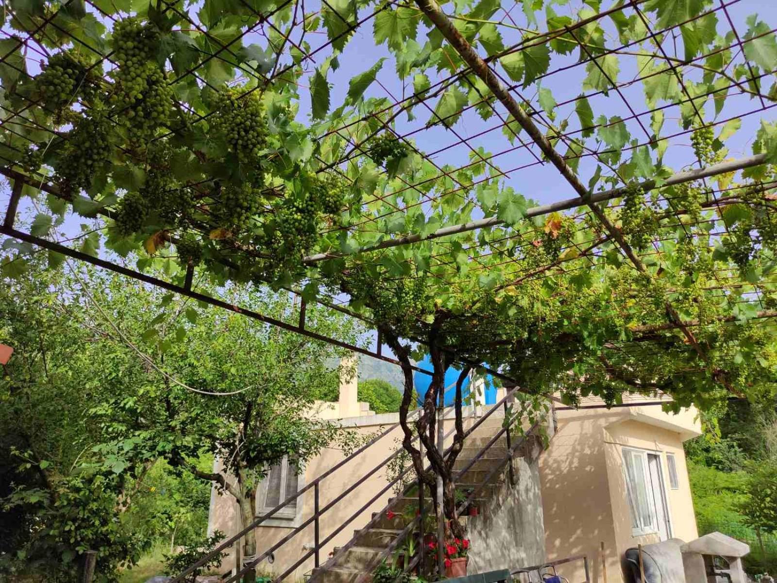 Green Valley كوتور المظهر الخارجي الصورة